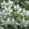 Borago officinalis 'Alba' - Blowing,   flower of joy,   borage white flowering