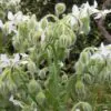 Borago officinalis 'Alba' - Blowing,   flower of joy,   borage white flowering - Image 3