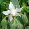 Borago officinalis 'Alba' - Blowing,   flower of joy,   borage white flowering - Image 4