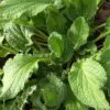 Borago officinalis 'Alba' - Blowing,   flower of joy,   borage white flowering - Image 5