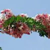 Cassia javanica subsp. agnes / Cassia javanica subsp. nodosa - Java cassia, pink shower, apple blossom tree, rainbow shower tree, balayong - Image 3
