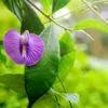Centrosema pubescens - Centro, Butterfly Pea - Image 2
