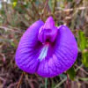 Centrosema pubescens - Centro, Butterfly Pea - Image 3