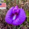 Centrosema pubescens - Centro, Butterfly Pea - Image 4