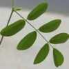 Clitoria ternatea var. ternatea - Blue Single, Butterfly Bea, Blue Pea, Kordofan Pea, Cordofan Pea, Asian Pigeon - Image 2