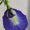 Clitoria ternatea var. ternatea - Blue Single, Butterfly Bea, Blue Pea, Kordofan Pea, Cordofan Pea, Asian Pigeon - Image 3