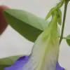 Clitoria ternatea var. ternatea - Blue Single, Butterfly Bea, Blue Pea, Kordofan Pea, Cordofan Pea, Asian Pigeon - Image 4