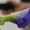 Clitoria ternatea var. ternatea - Blue Single, Butterfly Bea, Blue Pea, Kordofan Pea, Cordofan Pea, Asian Pigeon - Image 5