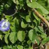 Clitoria ternatea var. ternatea - Blue Single, Butterfly Bea, Blue Pea, Kordofan Pea, Cordofan Pea, Asian Pigeon - Image 6