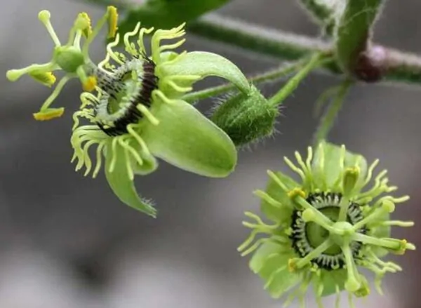 Passiflora Collection - Kit 25 Passionflower Seeds - Passion Fruit Seeds Combo - 5 Seeds from 5 different species - Image 4