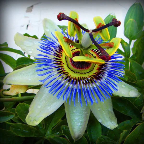 Passiflora Collection - Kit 25 Passionflower Seeds - Passion Fruit Seeds Combo - 5 Seeds from 5 different species - Image 5