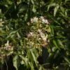 Crateva adansonii - Sacred Barna