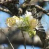 Crateva adansonii - Sacred Barna - Image 5