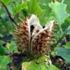 Datura stramonium - Thorn Apple, Thornapple, Jimsonweed, Jimson Weed, Devil's Snare, Devil's Trumpet - Image 2