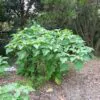 Datura stramonium - Thorn Apple, Thornapple, Jimsonweed, Jimson Weed, Devil's Snare, Devil's Trumpet - Image 3