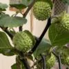 Datura stramonium - Thorn Apple, Thornapple, Jimsonweed, Jimson Weed, Devil's Snare, Devil's Trumpet - Image 4