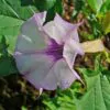 Datura stramonium - Thorn Apple, Thornapple, Jimsonweed, Jimson Weed, Devil's Snare, Devil's Trumpet - Image 5