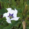 Datura stramonium - Thorn Apple, Thornapple, Jimsonweed, Jimson Weed, Devil's Snare, Devil's Trumpet - Image 6