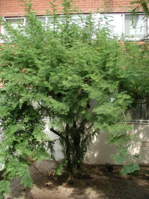 Dichrostachys cinerea - kalahari christmas tree, chinese lantern tree - Image 5