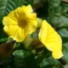 Distimake tuberosus / Merremia tuberosa / Batatas tuberosa - Spanish Arborvine, Wood Rose, Yellow Morning-Glory - Image 2