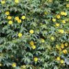 Distimake tuberosus / Merremia tuberosa / Batatas tuberosa - Spanish Arborvine, Wood Rose, Yellow Morning-Glory - Image 3