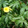 Distimake tuberosus / Merremia tuberosa / Batatas tuberosa - Spanish Arborvine, Wood Rose, Yellow Morning-Glory - Image 4