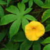 Distimake tuberosus / Merremia tuberosa / Batatas tuberosa - Spanish Arborvine, Wood Rose, Yellow Morning-Glory - Image 5