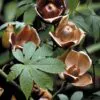 Distimake tuberosus / Merremia tuberosa / Batatas tuberosa - Spanish Arborvine, Wood Rose, Yellow Morning-Glory - Image 6