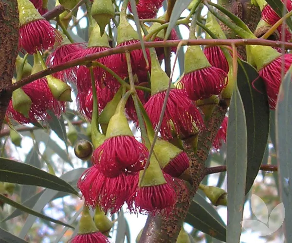 Eucalyptus leucoxylon subsp. megalocarpa - Eucalyptus leucoxylon 'Rosea', Large-fruited Yellow Gum, Red Flowering Yellow Gu - Image 4