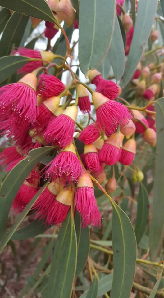 Eucalyptus leucoxylon subsp. megalocarpa - Eucalyptus leucoxylon 'Rosea', Large-fruited Yellow Gum, Red Flowering Yellow Gu - Image 5