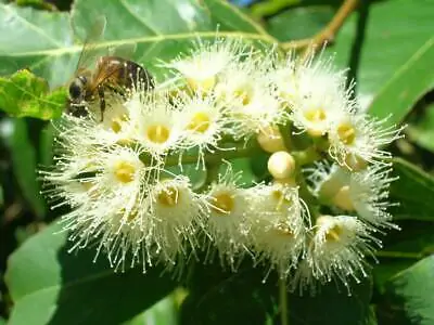 Eucalyptus pellita - Red Stringybark