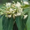 Eucalyptus pellita - Red Stringybark - Image 2