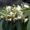 Eucalyptus pellita - Red Stringybark - Image 3