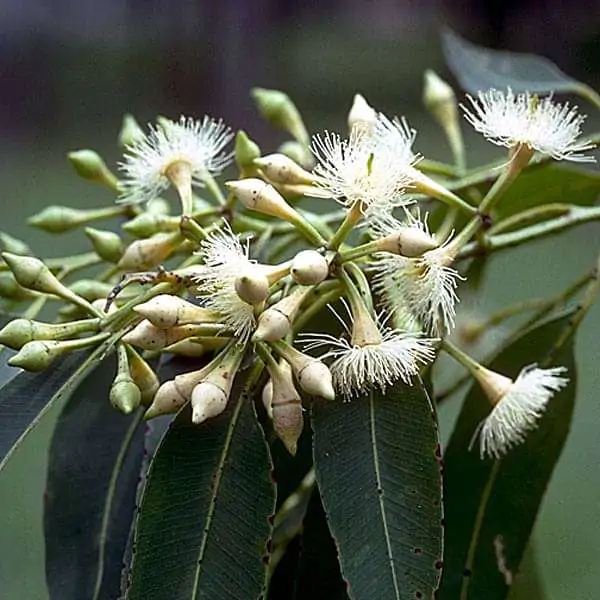 Eucalyptus pellita - Red Stringybark - Image 3