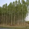 Eucalyptus pellita - Red Stringybark - Image 4