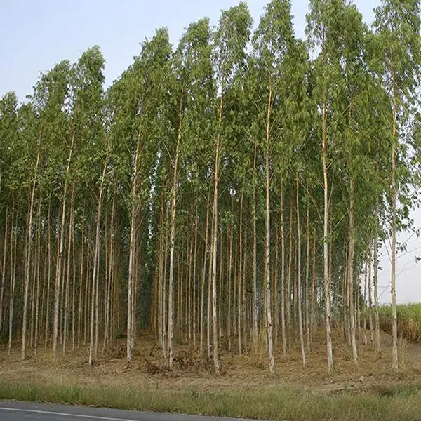 Eucalyptus pellita - Red Stringybark - Image 4