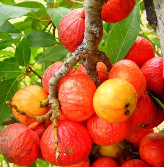Ficus racemosa - Goolar, Cluster fig tree