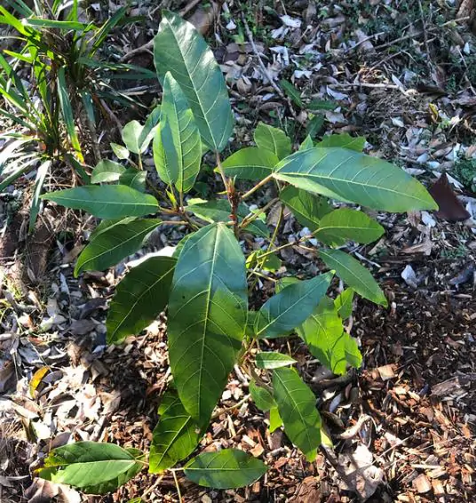 Ficus racemosa - Goolar, Cluster fig tree - Image 2