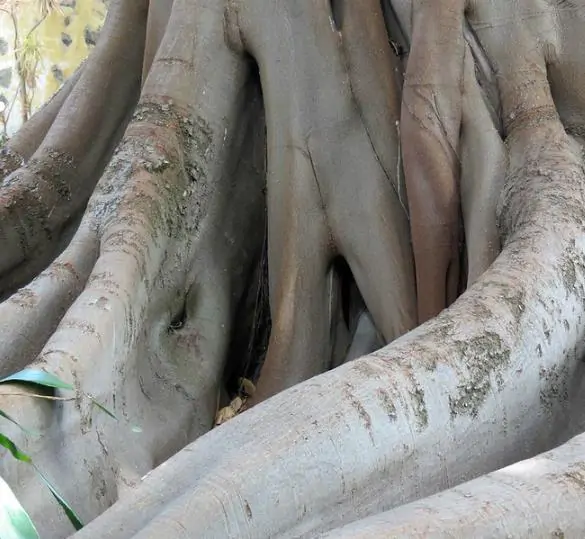 Ficus racemosa - Goolar, Cluster fig tree - Image 3
