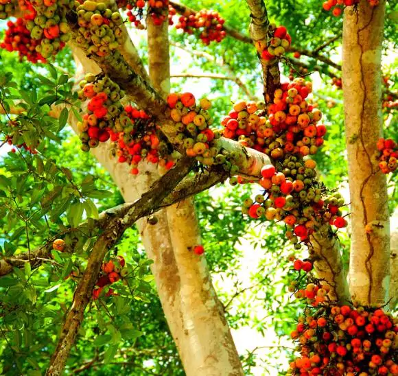 Ficus racemosa - Goolar, Cluster fig tree - Image 4