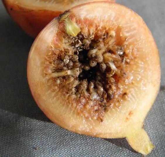 Ficus racemosa - Goolar, Cluster fig tree - Image 5