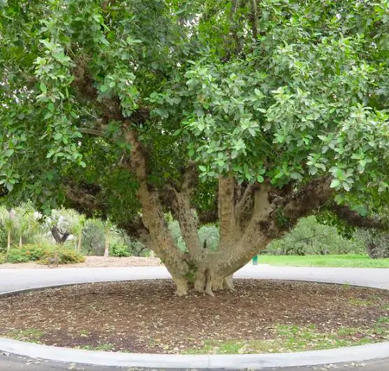 Ficus racemosa - Goolar, Cluster fig tree - Image 6