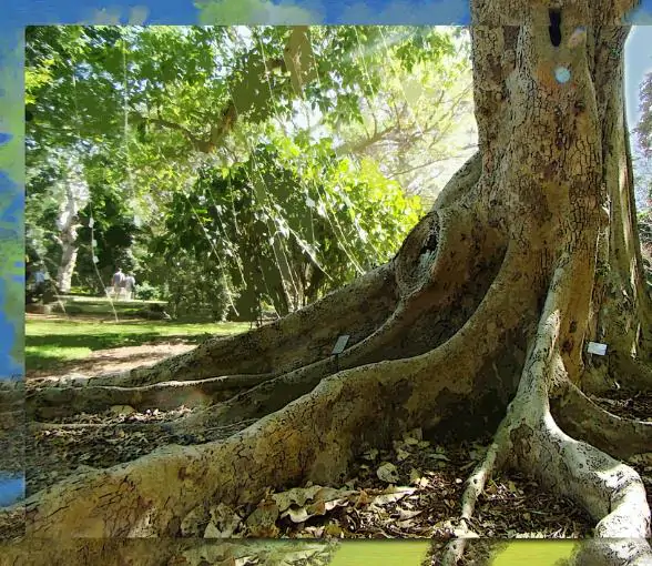 Ficus racemosa - Goolar, Cluster fig tree - Image 7