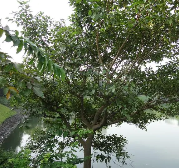 Ficus racemosa - Goolar, Cluster fig tree - Image 8