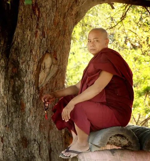Ficus religiosa - Religious fig, Sacred fig - Image 3