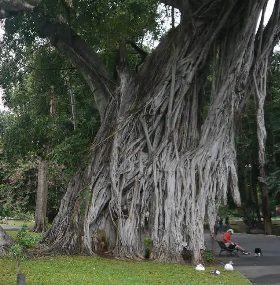 Ficus religiosa - Religious fig, Sacred fig - Image 6