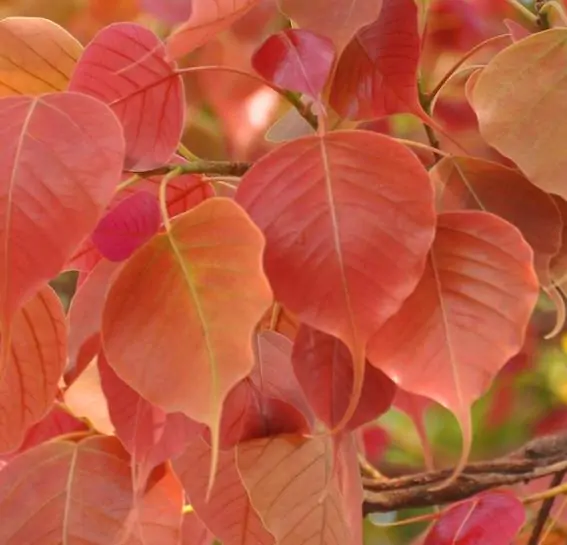 Ficus religiosa - Religious fig, Sacred fig - Image 7