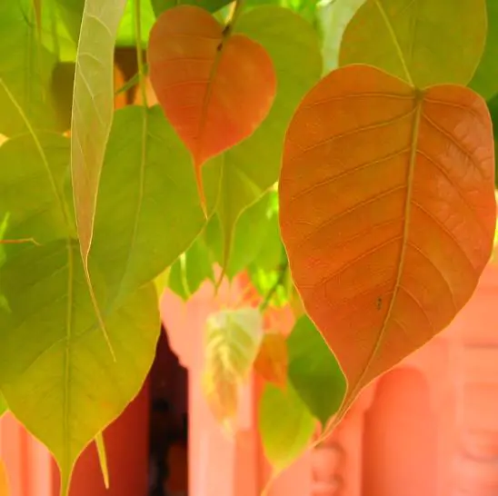 Ficus religiosa - Religious fig, Sacred fig - Image 8