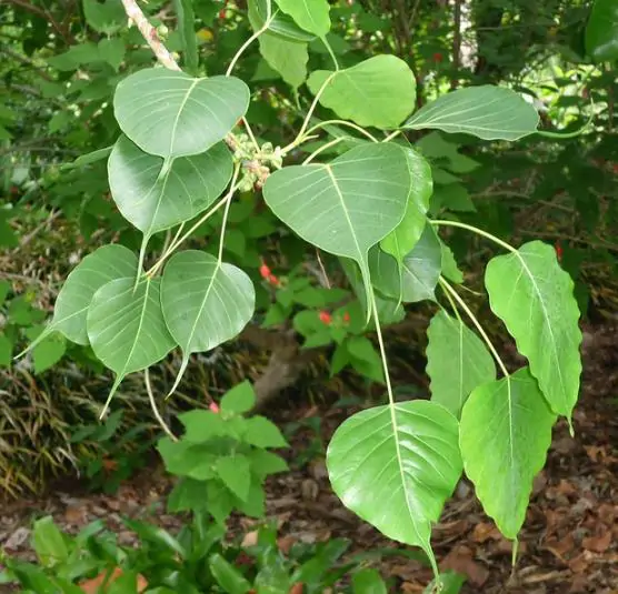 Ficus religiosa - Religious fig, Sacred fig - Image 9
