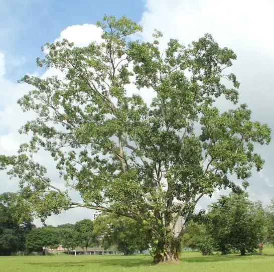 Ficus religiosa - Religious fig, Sacred fig - Image 11